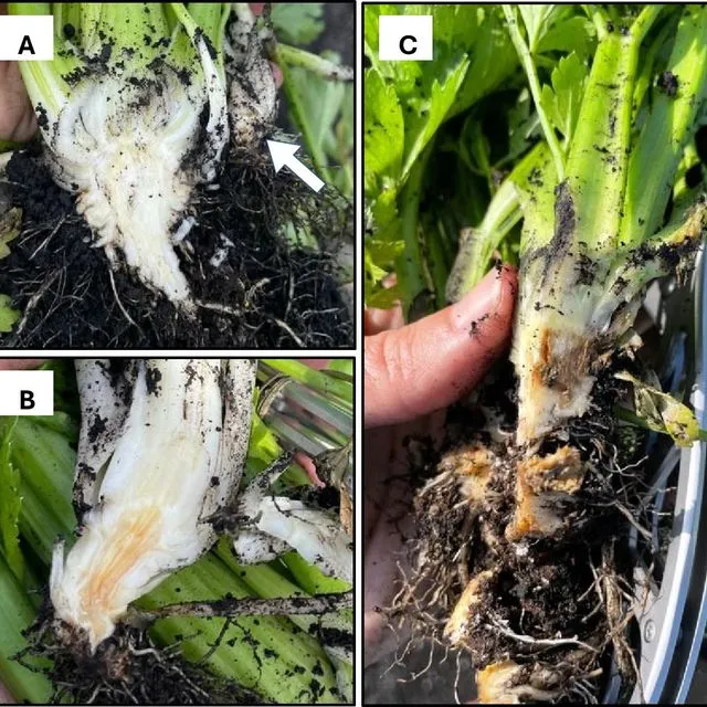 thumbnail for publication: The Emergence of Fusarium oxysporum f. sp. apii Race 4 Causing Fusarium Wilt on Celery in South Florida